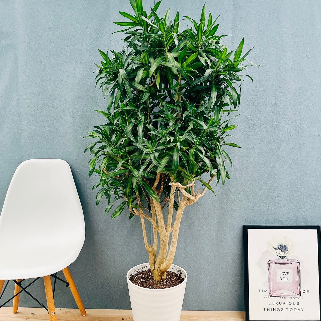 現品］【珍しい】22番 スキスマトグロッティス スコルテクニー 7号