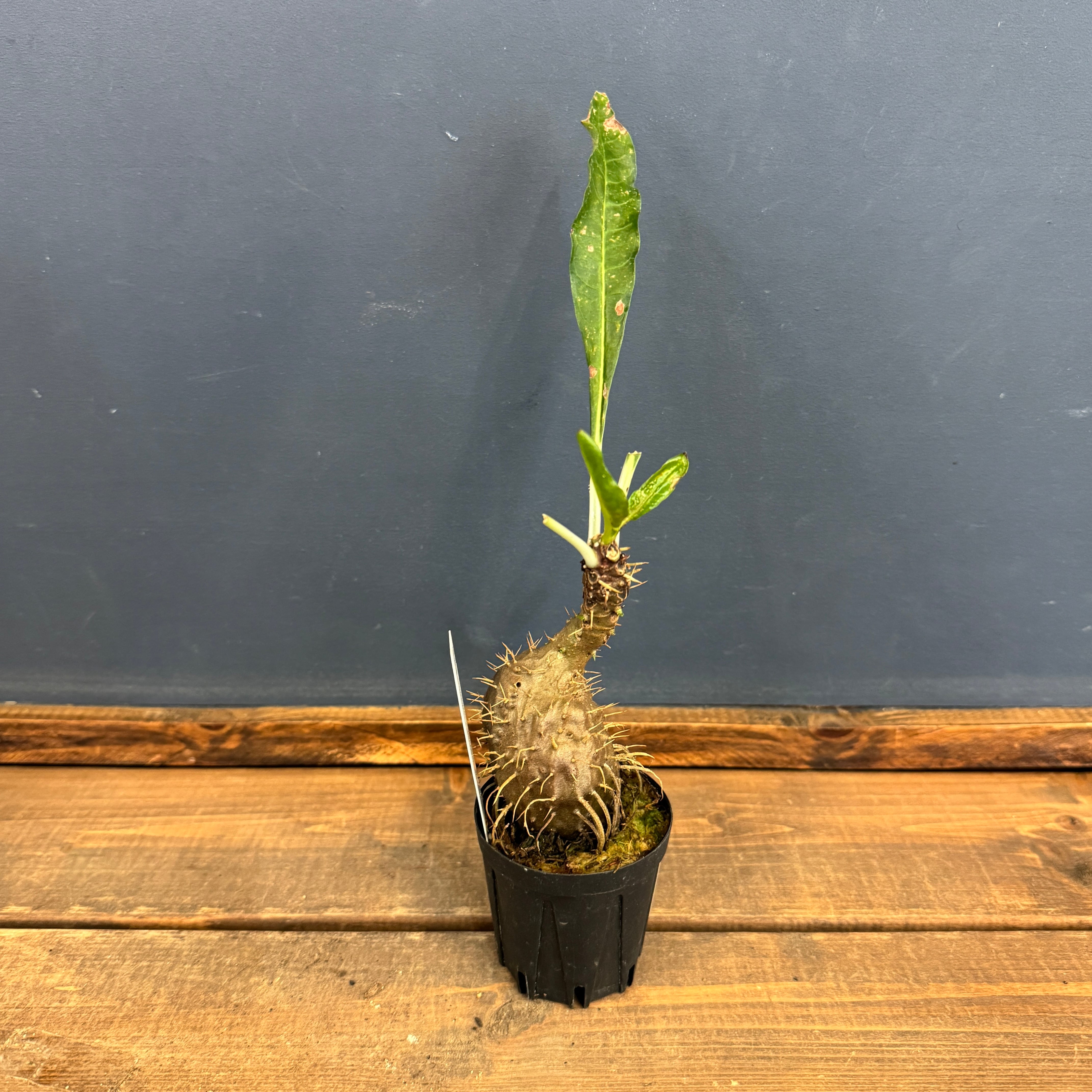 ミルメコディア alata (prolifera type, alveoli- long thorn