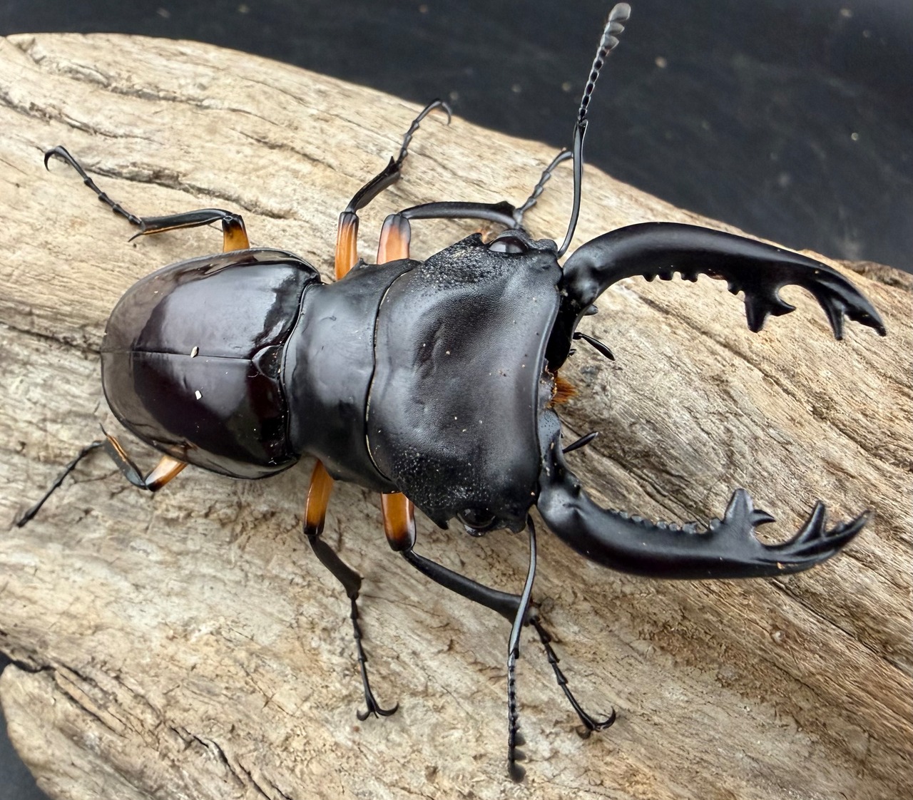 【WD】《インペリアリスツヤ亜種komorii バタラザ産 66mm ペア》