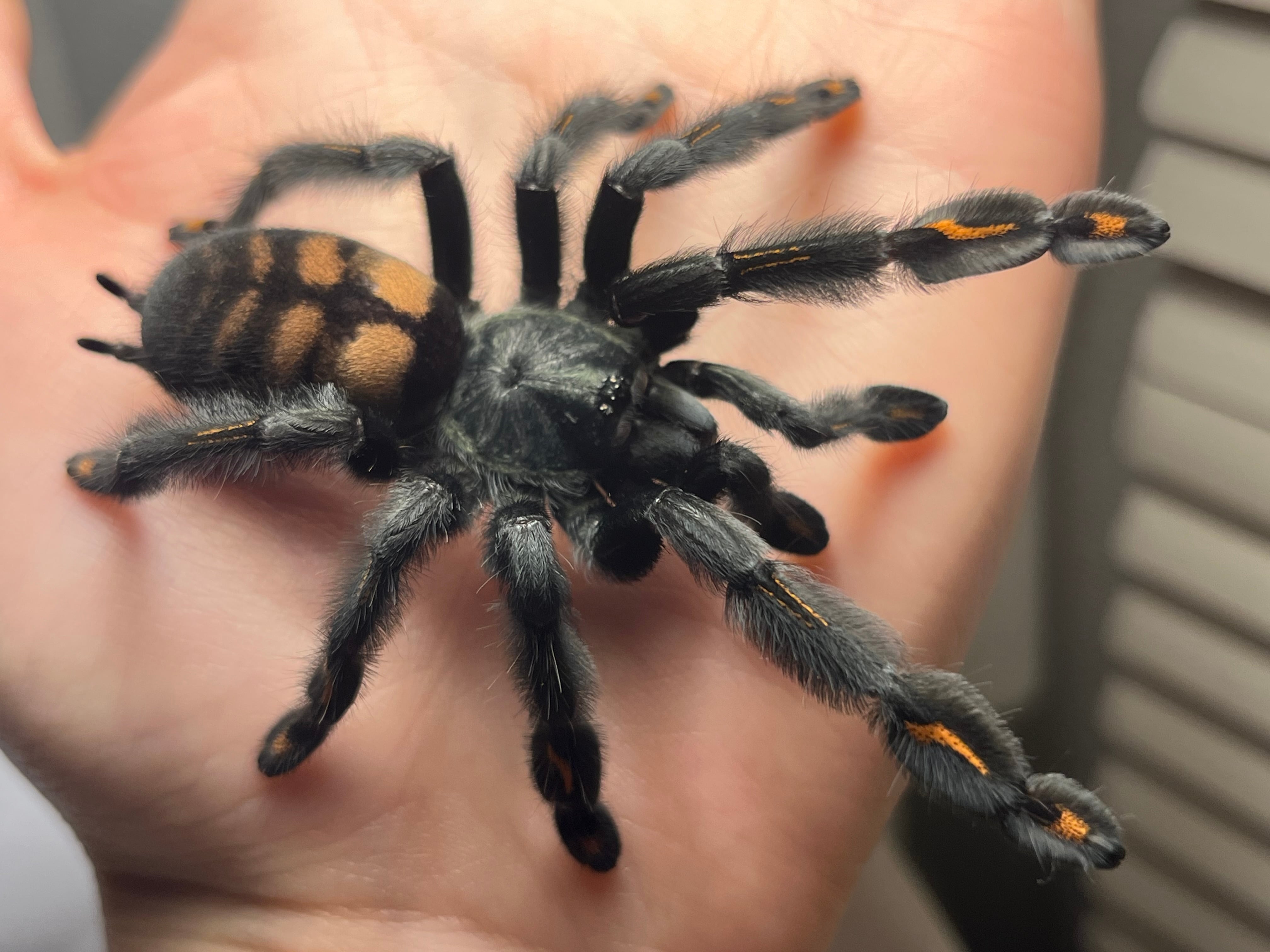 標本】グリーンハンツマン トゥルースパイダーマンティスムカデ