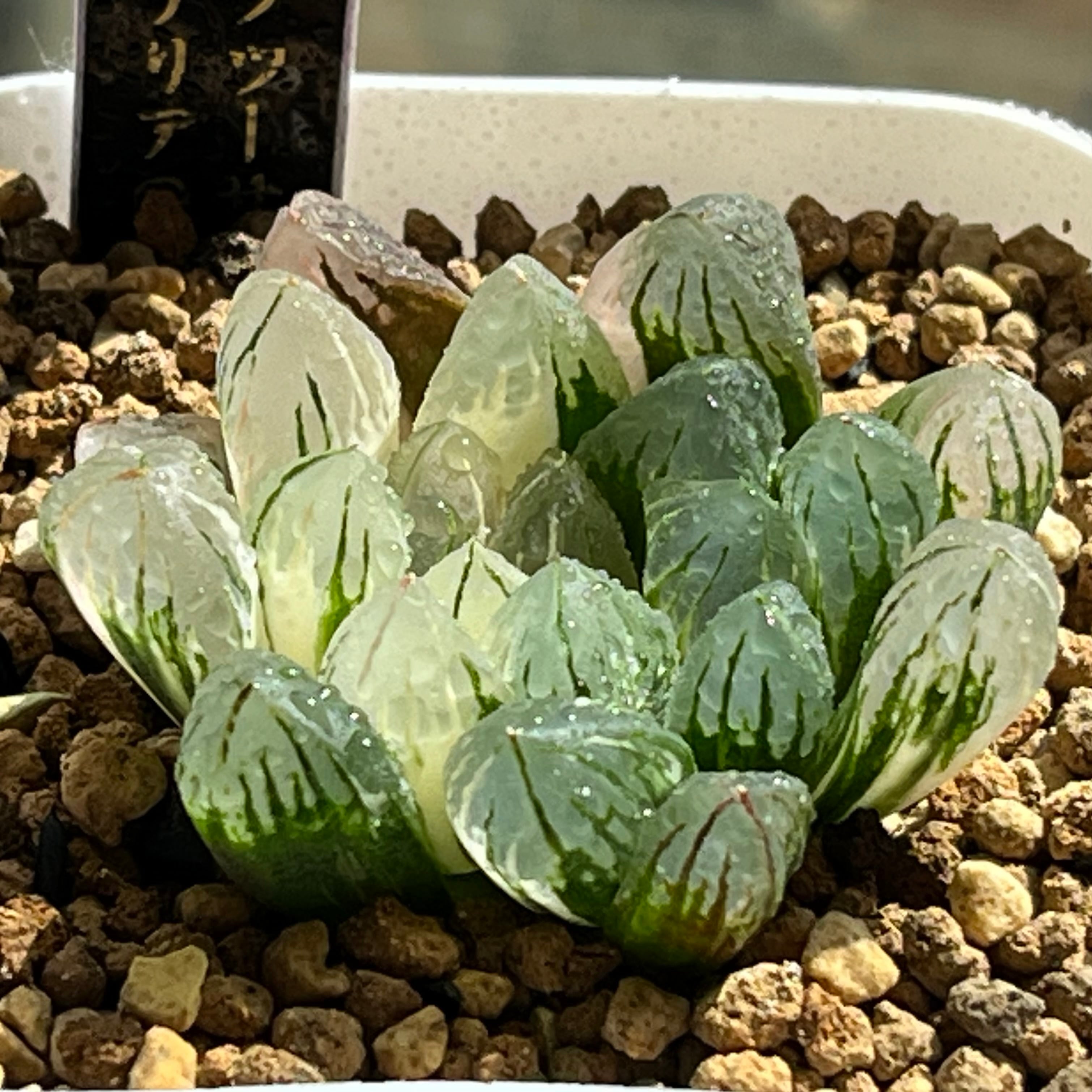 ハオルチア B型コンプトミュータント | mocono_plants