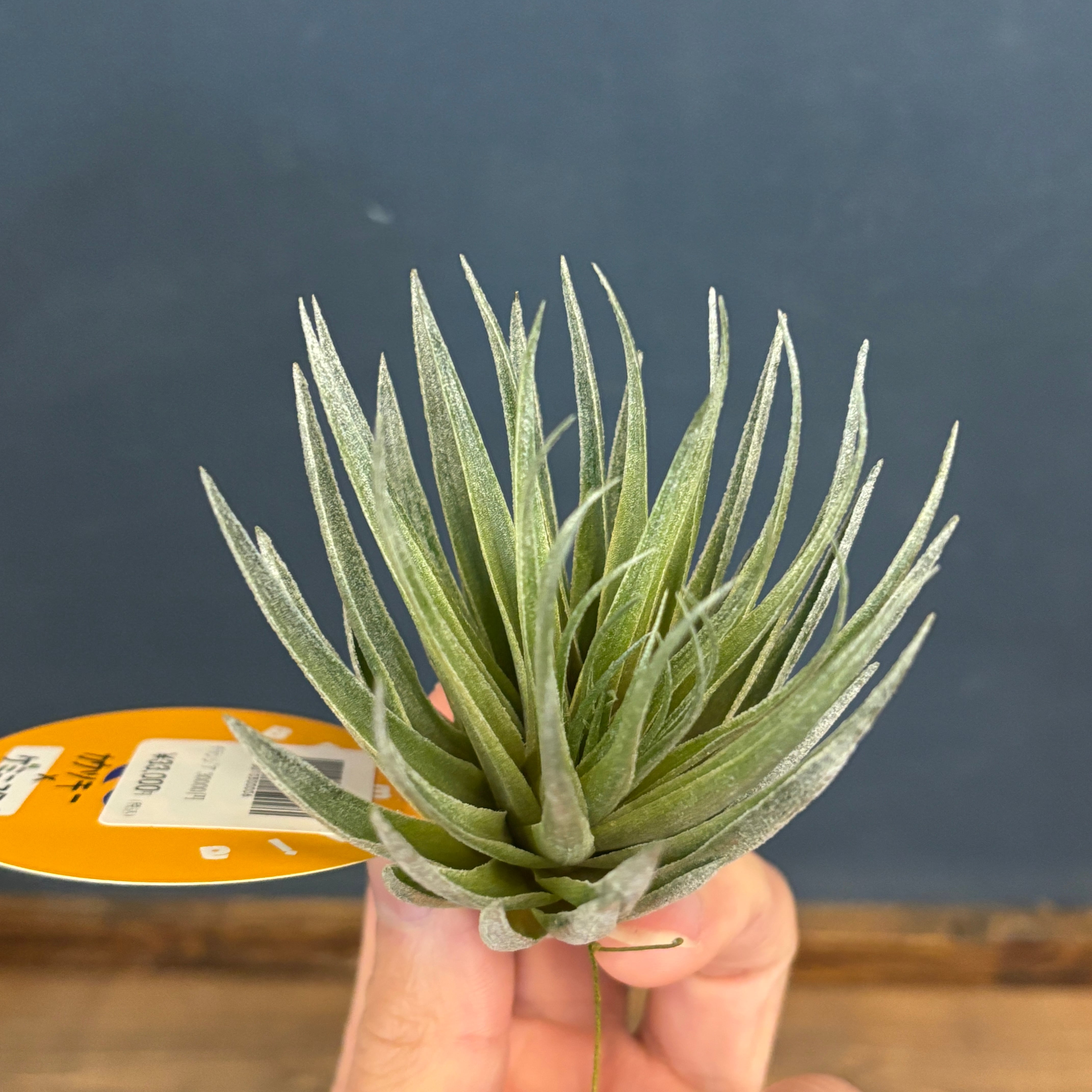 チランジア カウツキー 1株 ティランジア・カウツキーの育て方・栽培方法 | LOVEGREEN(ラブグリーン)