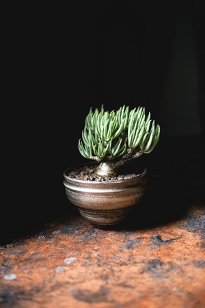 【極上品】Tylecodon pearsonii × deracinefactory【長年作り込まれた冬型塊根】チレコドン ペアルソニー 白象