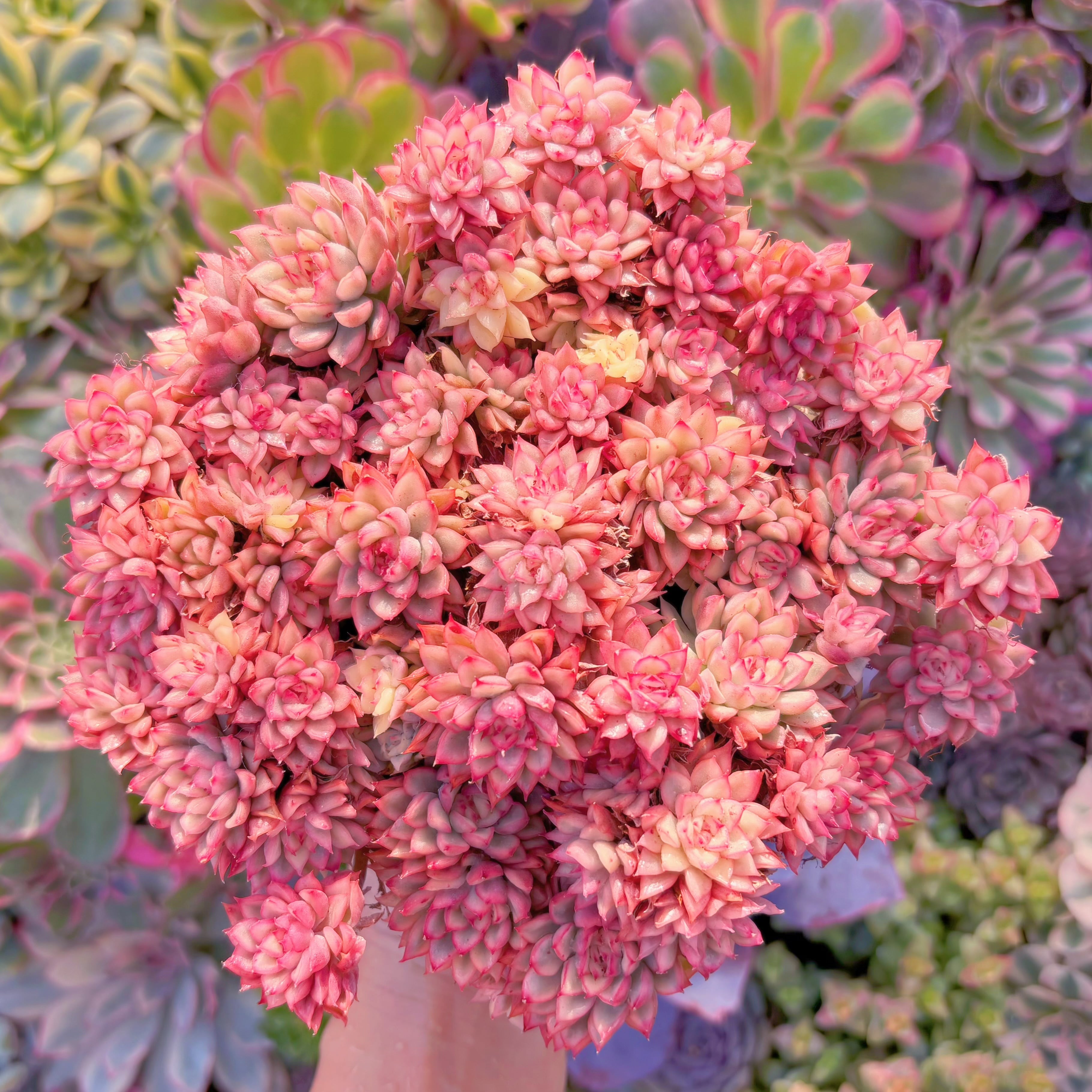 現品　女雛錦#A026　特大群生　新入荷　るる農園