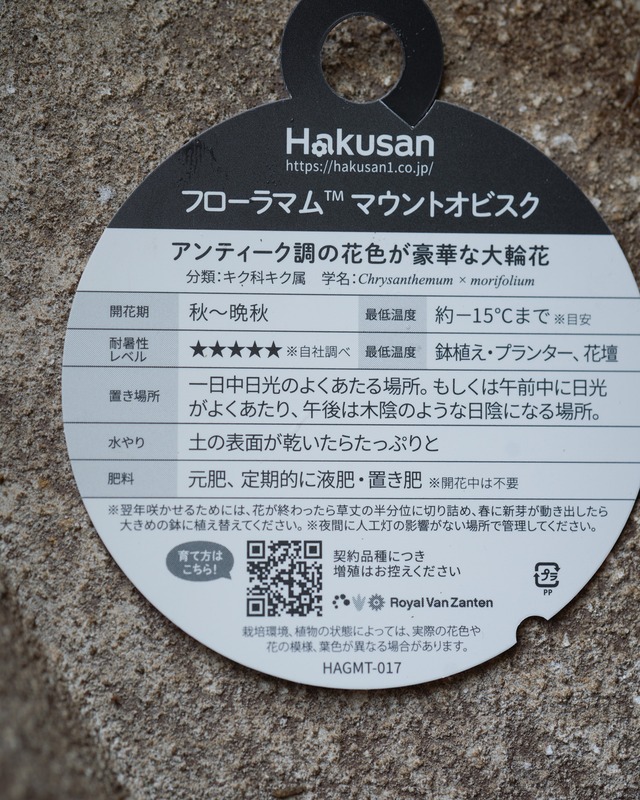 ポットマム マウントオービスク 『サーモン』 3.5号