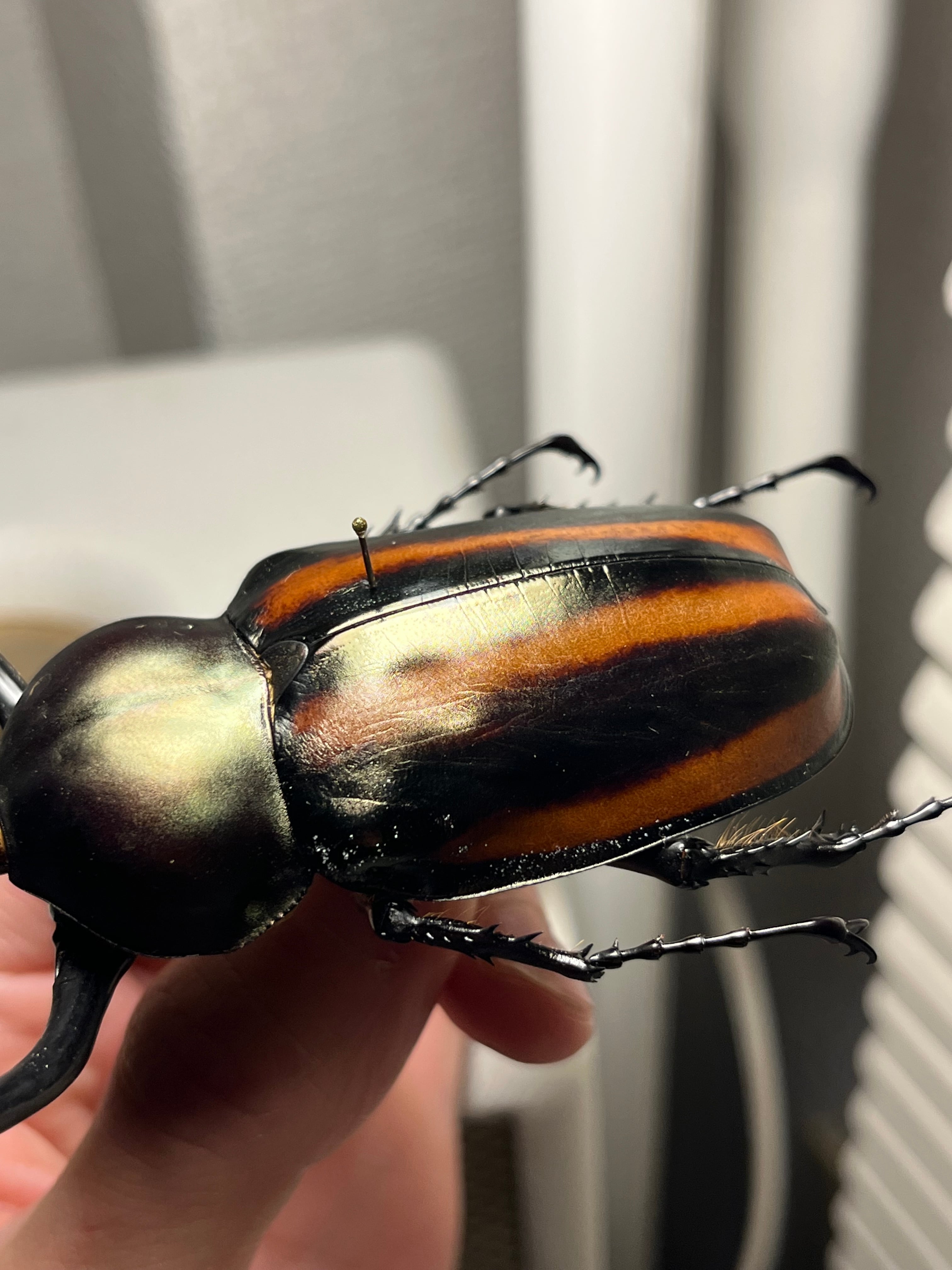 手長黄金最高峰】セスジドウナガテナガコガネ 特大標本 プラチナコガネ