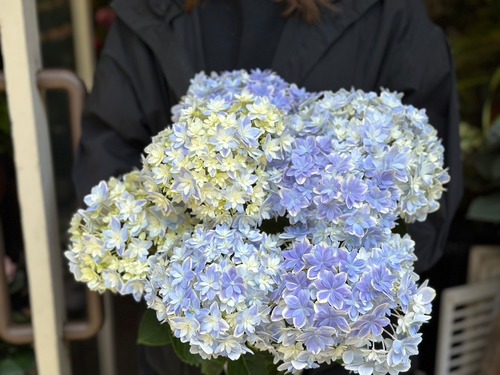 【母の日】紫陽花　万華鏡