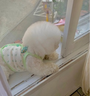 【seenii】pipo! crop top (Green)