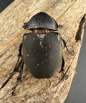 【WD】《ミンダナオアトラスオオカブト マラグサン産 97.5mm ペア》