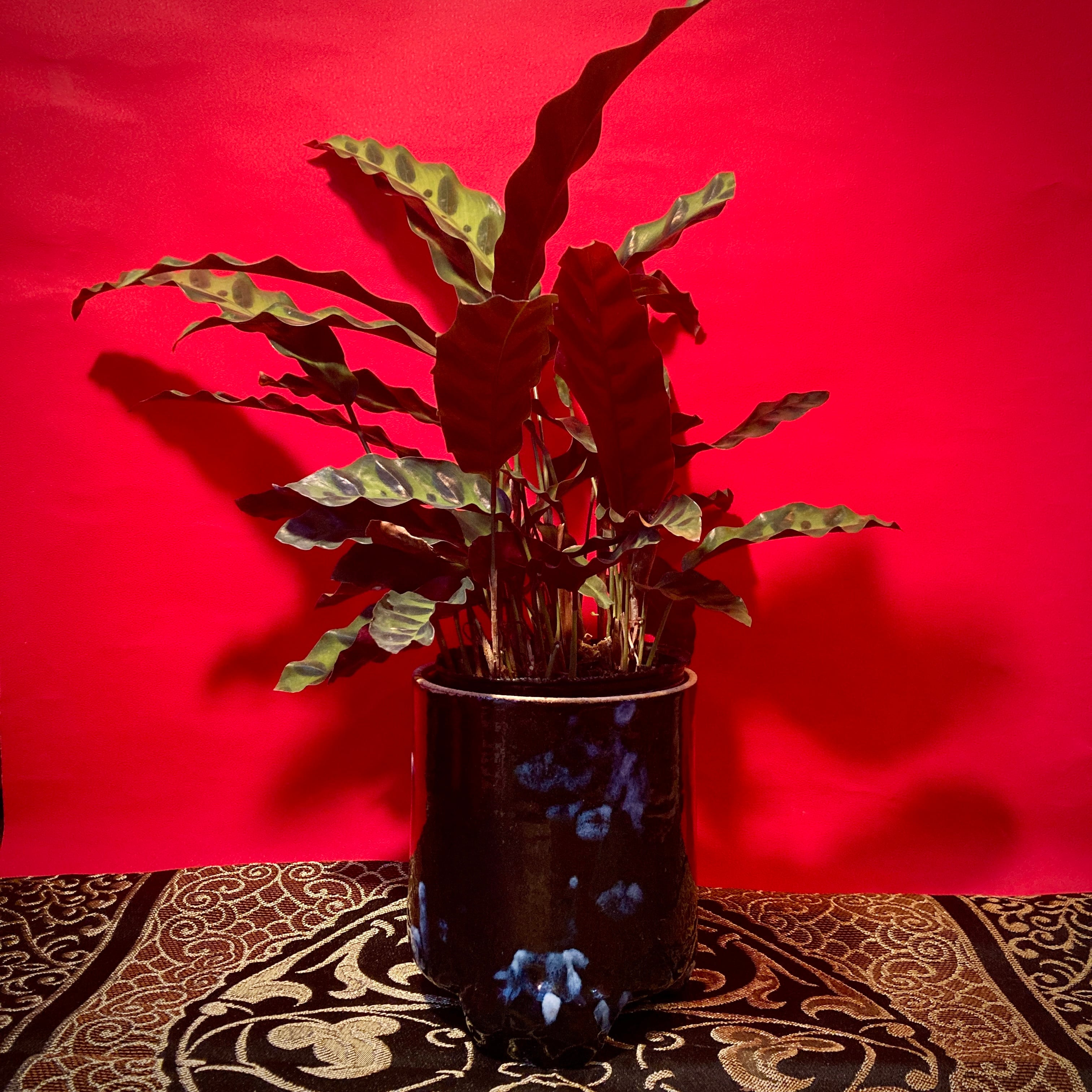 カラテア・インシグニス | 観葉植物 | 観葉植物 - バロメッツ