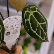 【正規タグ】Anthurium 'Michelle' by DOC BLOCK⑮ / アンスリウム・ミシェル│観葉植物