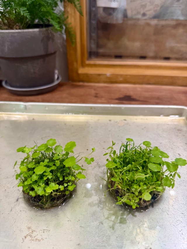 【ADA】ADA侘び草下草ミックス！8月11日入荷！直径5センチ（写真の現物配送です！あかだまちゃん激推し水草の寄せ植えです。水中でも半水中でも楽しめます）