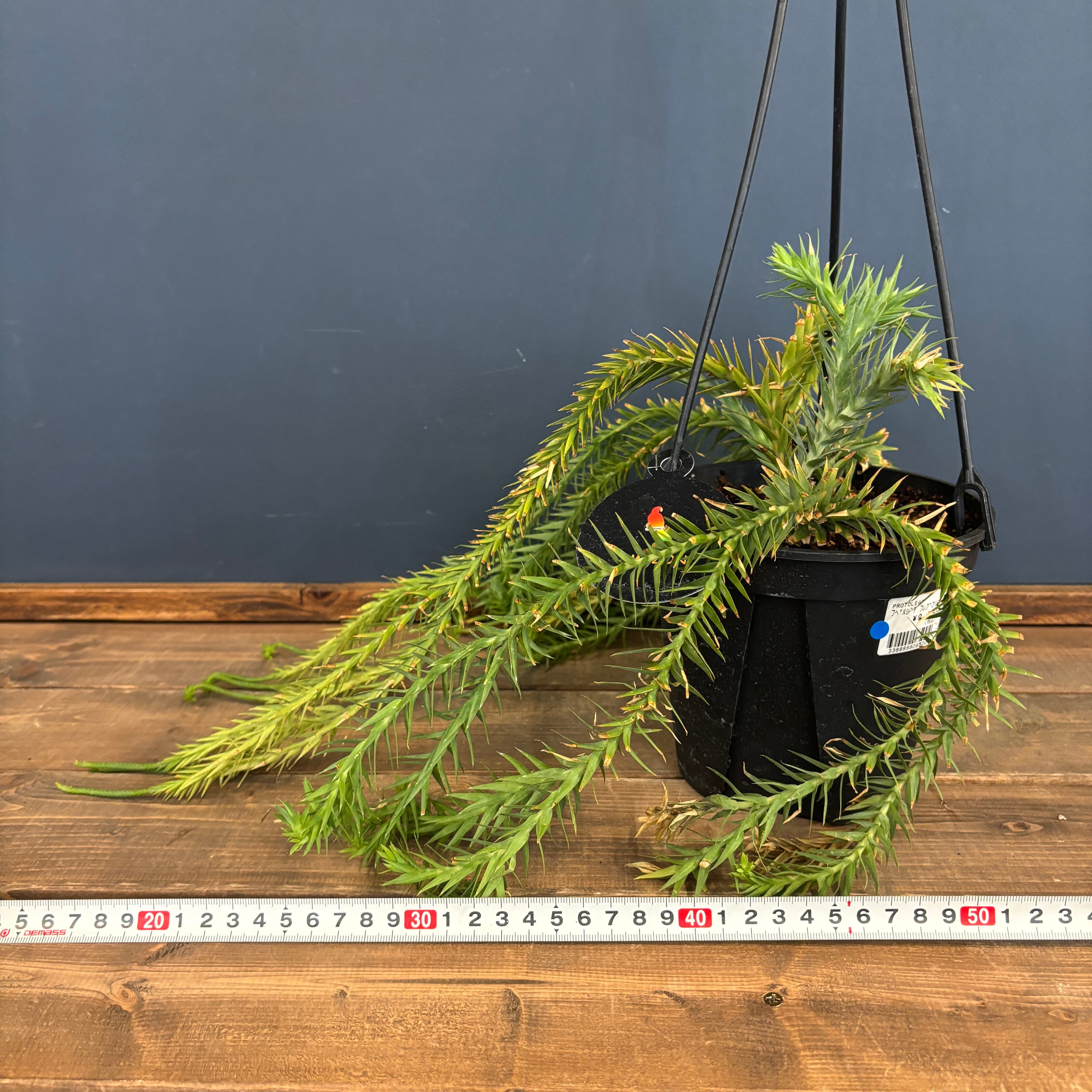 フペルジア ゴエベリーグリーン 大 美株 フペルジア グリーンゴエベリ Huperzia green goebelii 観葉植物