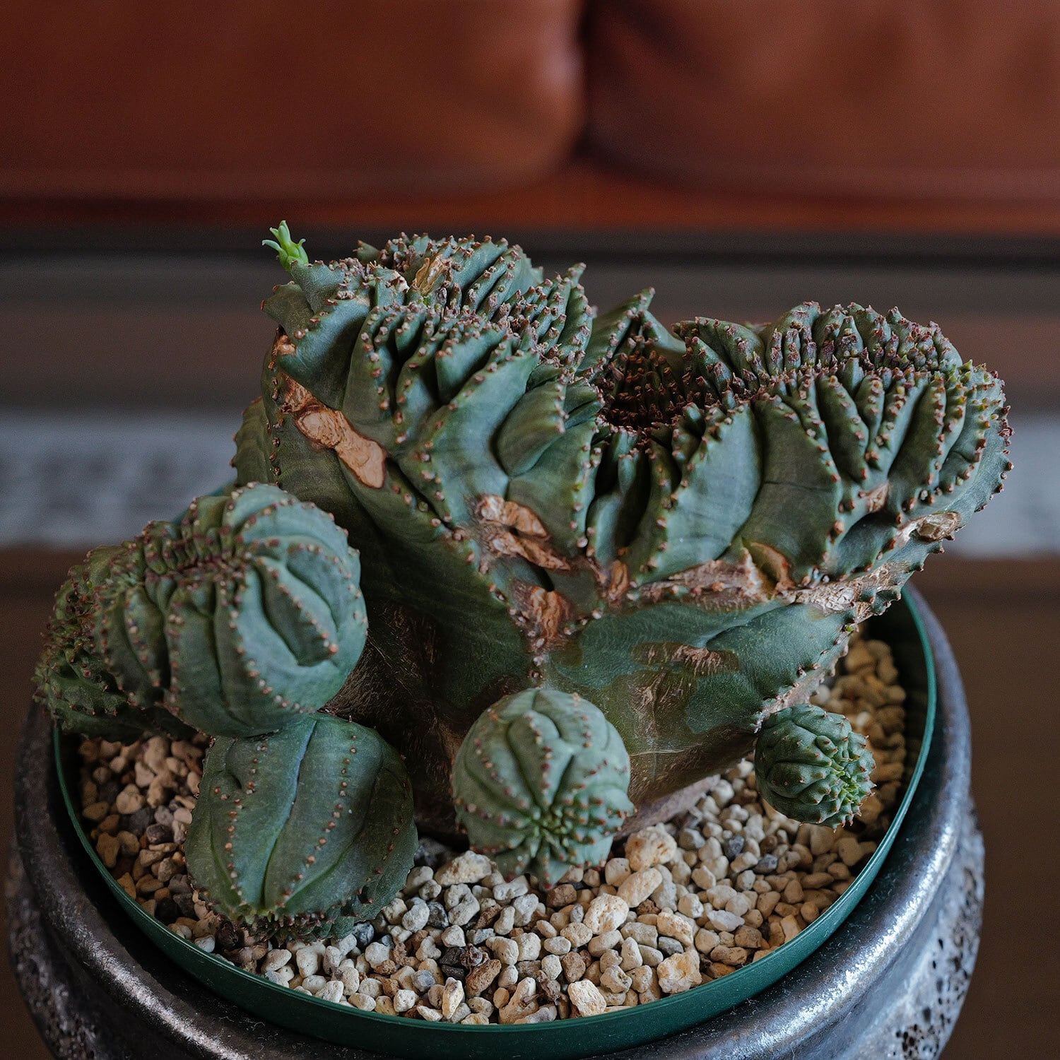 大株 オベサ（直径約7cm以上） | LIGHTHOUSE.PLANTS - 海外実生株の