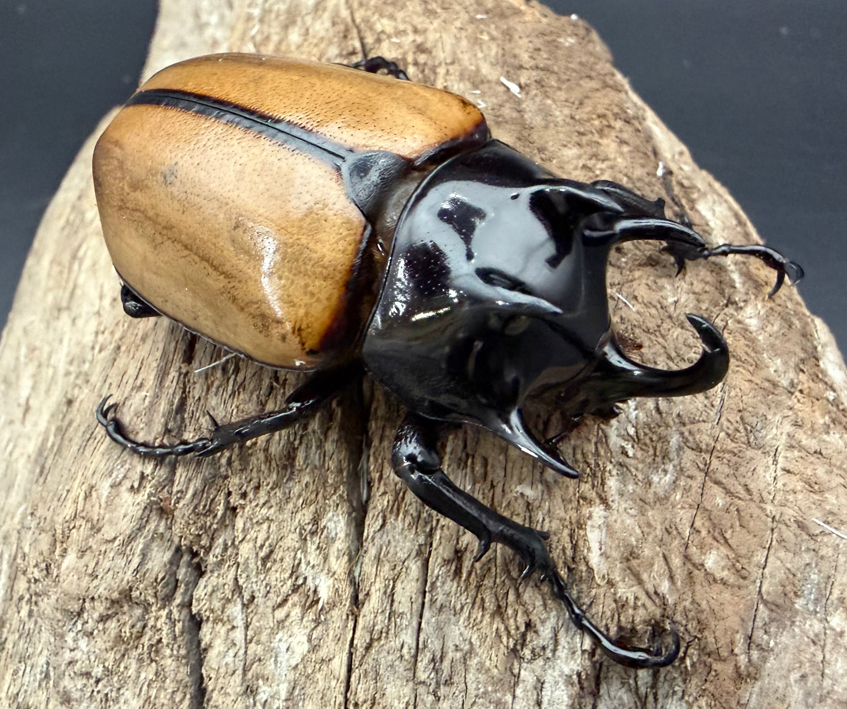 カブトムシ生体 | KPW BASE店