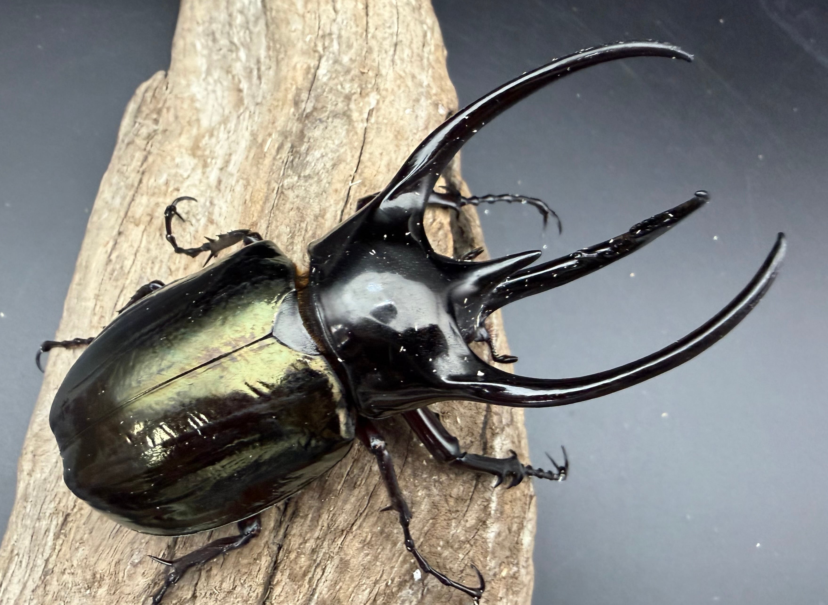 WD】《ジャワコーカサスオオカブト 104.5mm A'品ペア》 | KPW公式