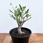 Othonna obtusiloba【オトンナ・オブツシロバ・実生】