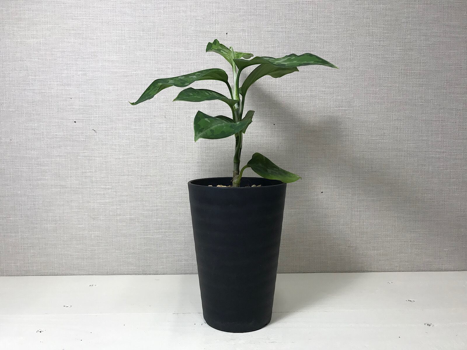 アグラオネマ ピクタム トリカラー