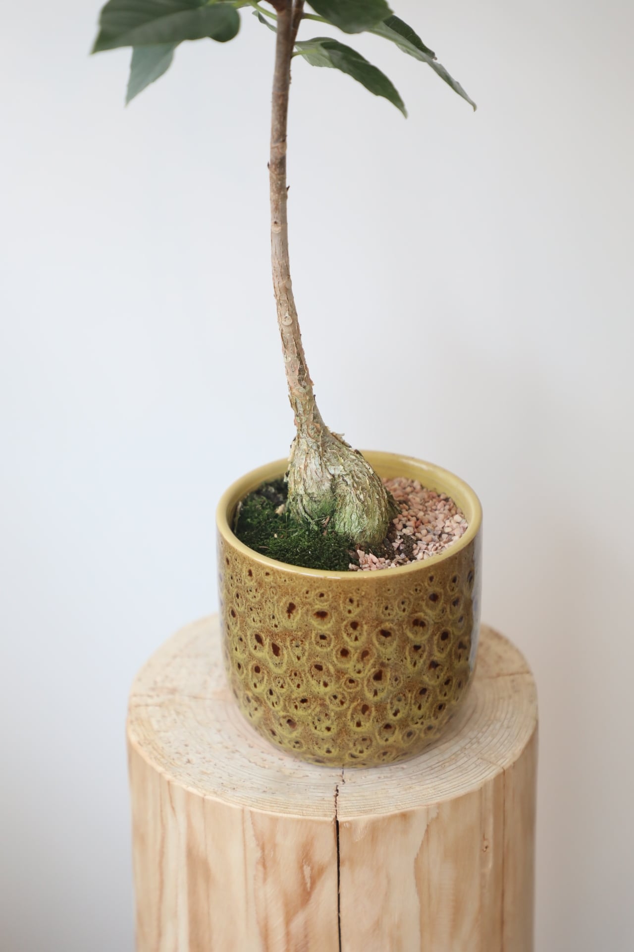 フィカス パルメリー/Ficus palmeri ※陶器鉢付き | 【厳選植物