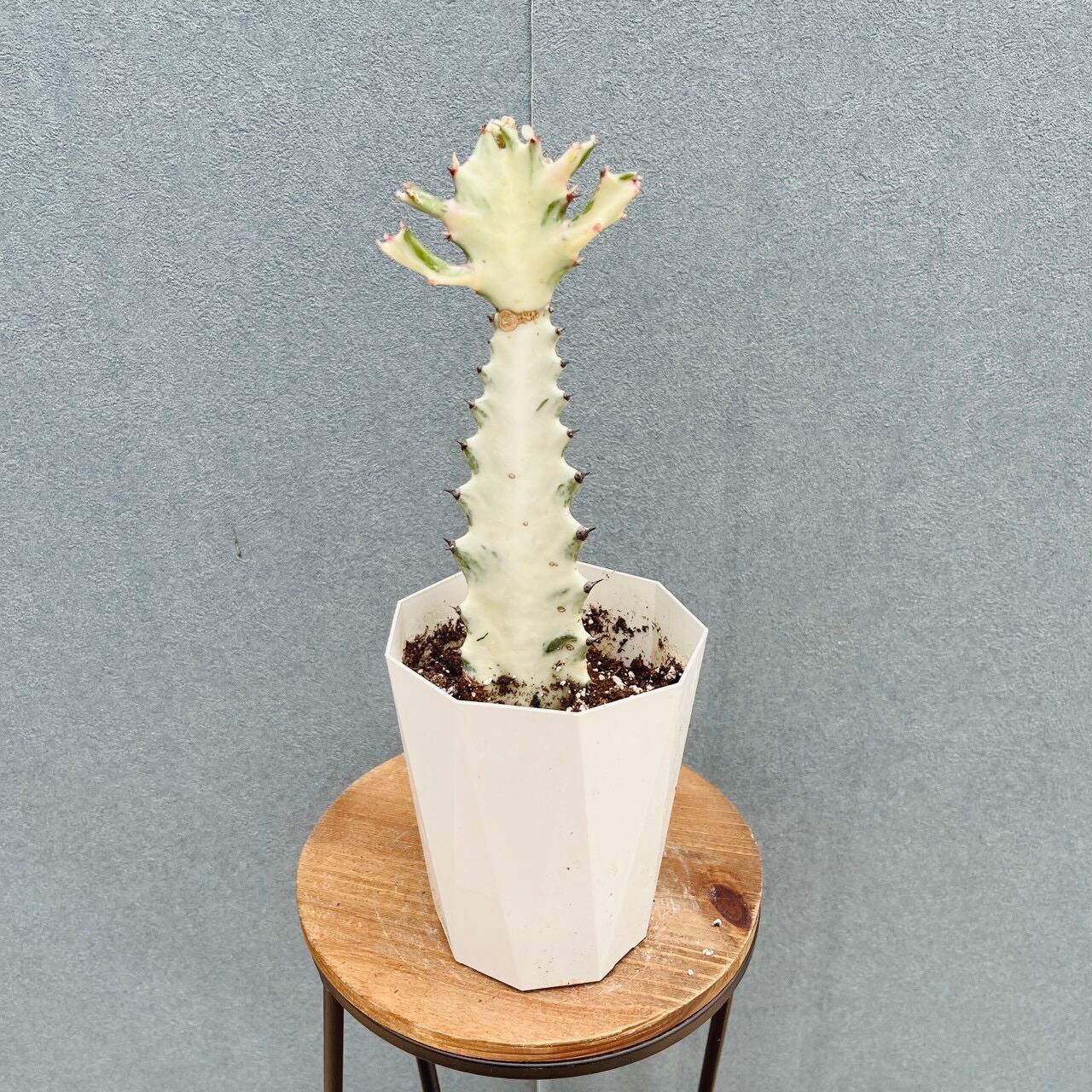 現品］82番 フィカス リラータ バンビーノ 曲がり 8号 観葉植物 室内