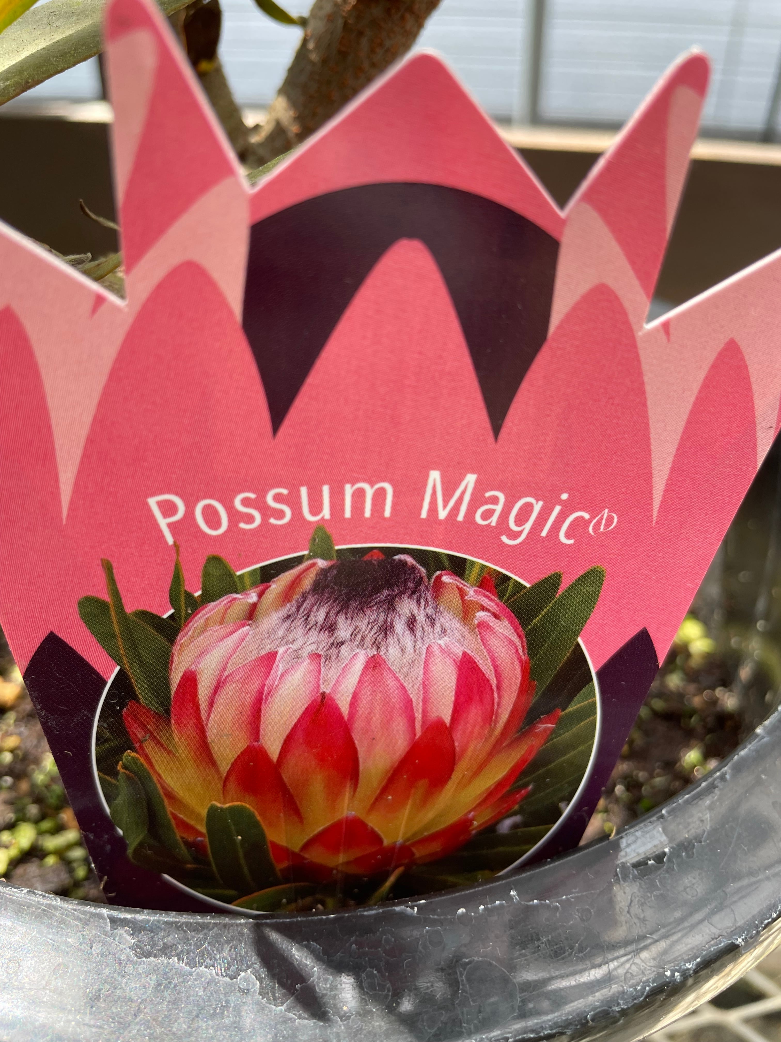 現品1点物の幹極太で花がたくさんのプロテア・ポッサムマジック プロテア ポッサムマジック⑦ | 沼ノ上農園