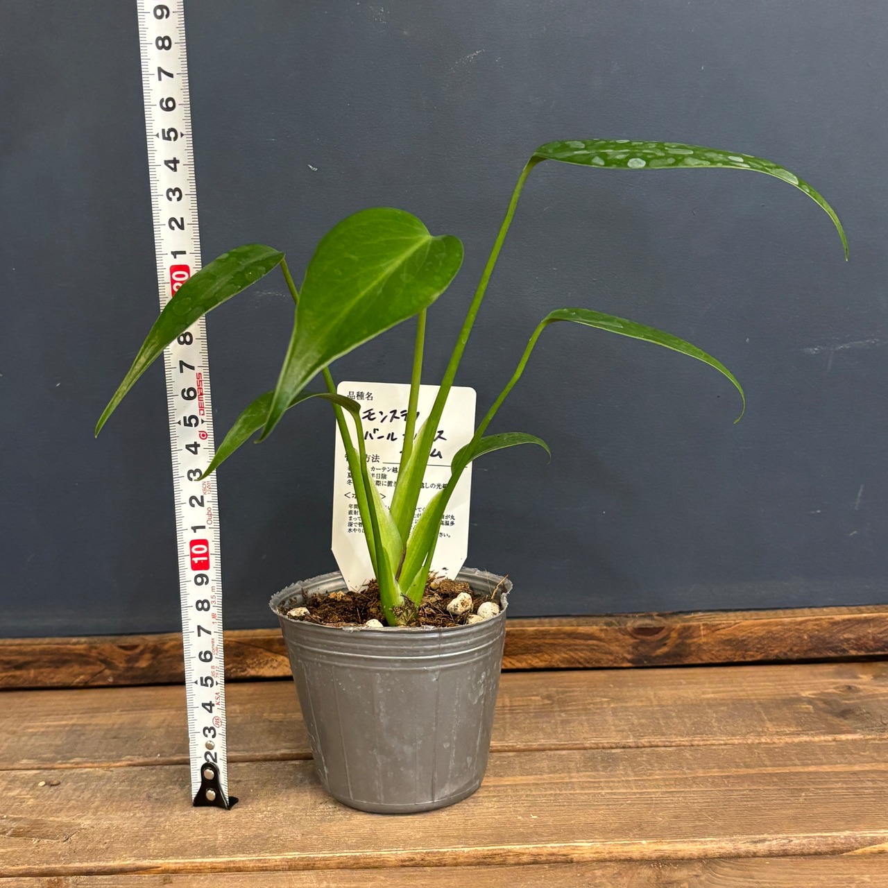 モンステラ バールマルクスフレーム【1011】