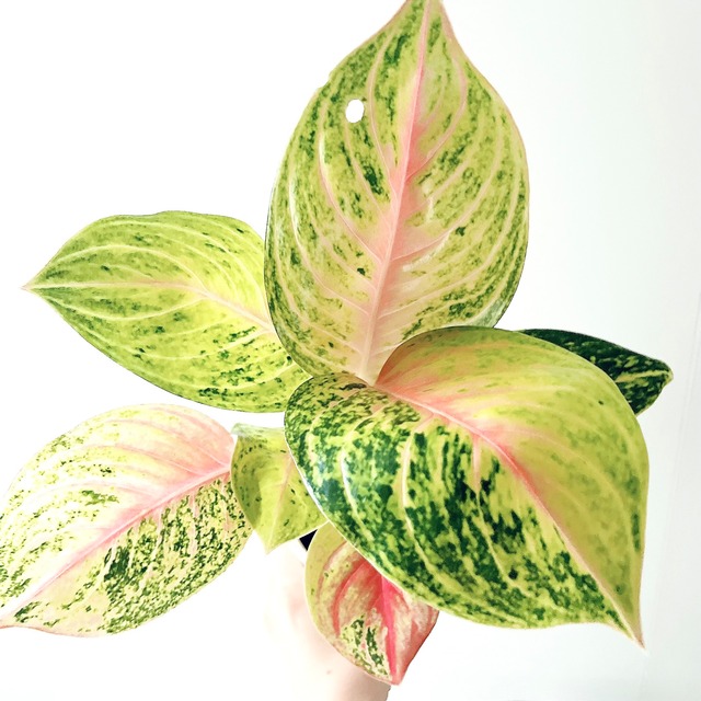 アグラオネマ 観葉植物 calm cafe