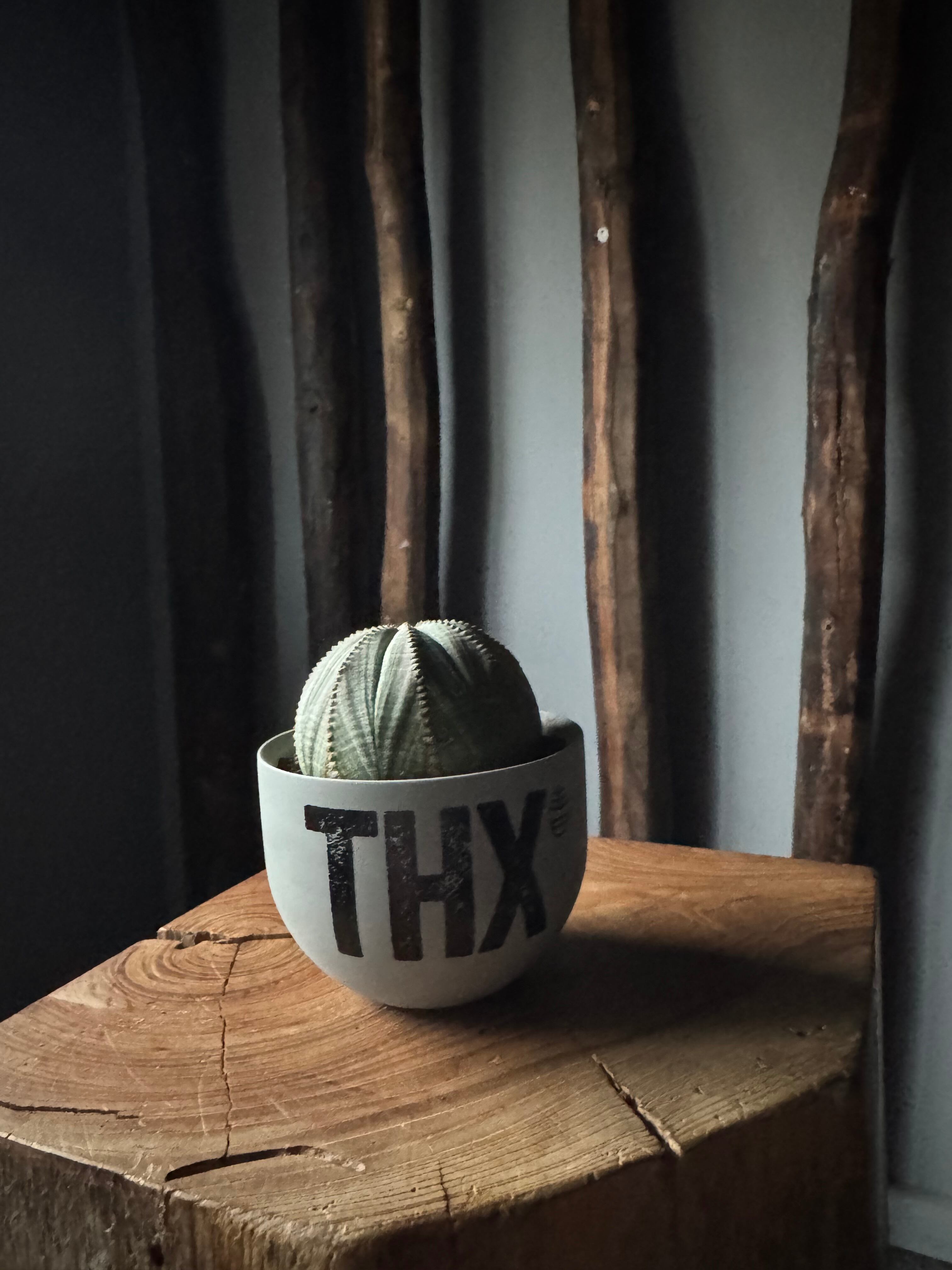 新着】Euphorbia Obesa × VALIEM GHOST“THX鉢”青坊主別注 Gray Color