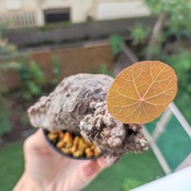 Stephania kaweesakii /ステファニア・カウィーサキ④