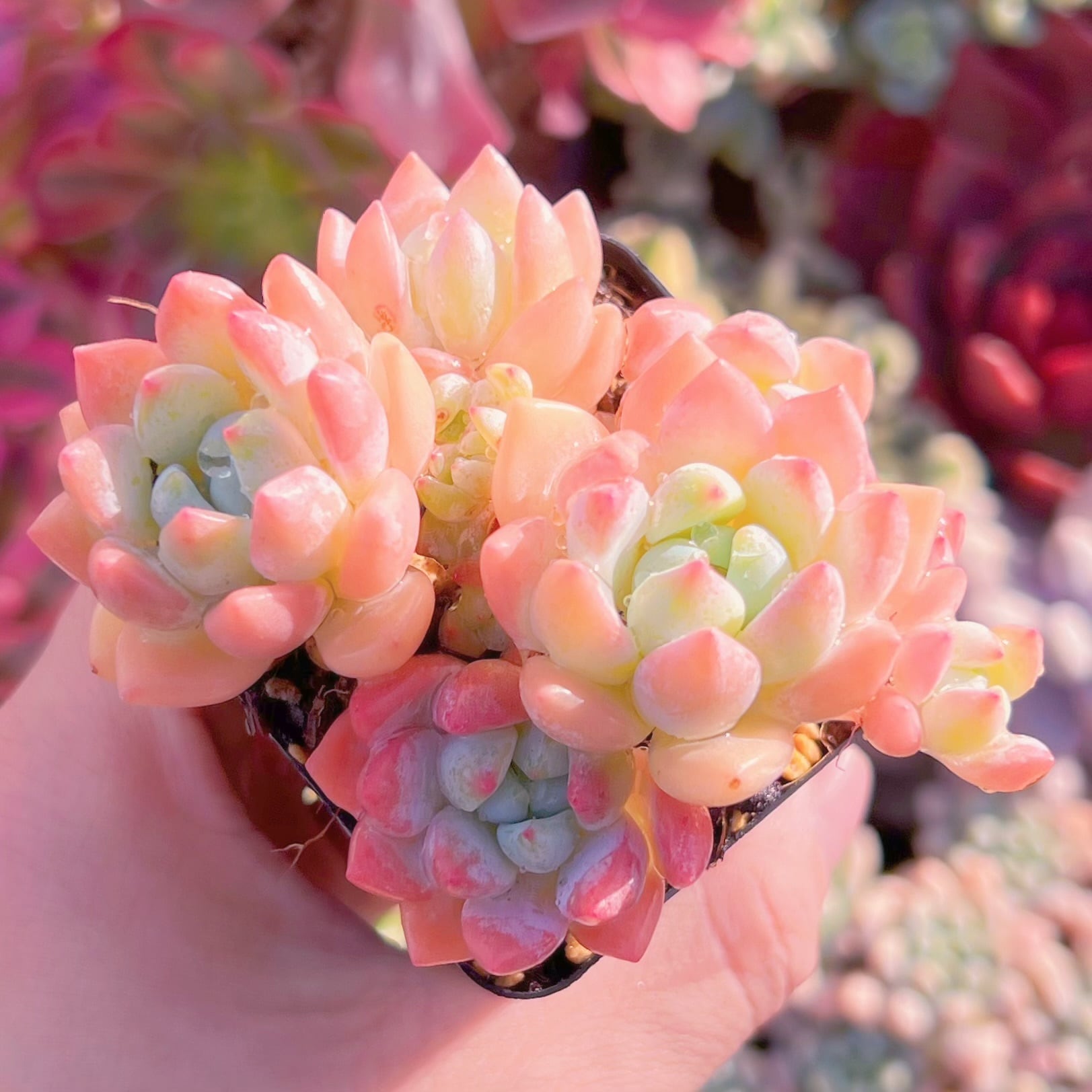 現品　プロリフェラxラウル#249   るる農園