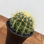 Echinocactus grusonii 【エキノカクタス・パーマネント金鯱】