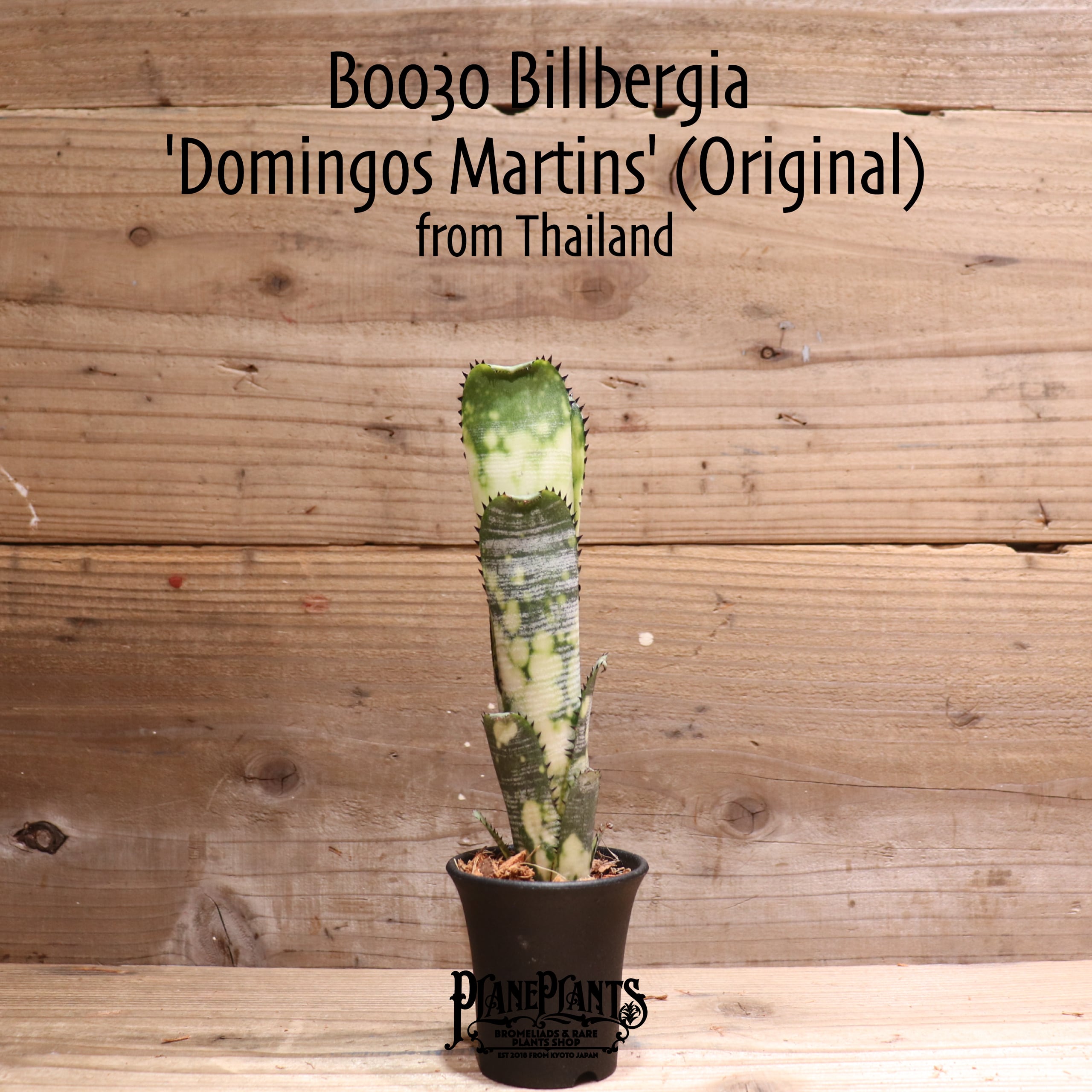 【送料無料】 Billbergia 'Domingos Martins' (Original) from  Thailand〔ビルベルギア〕現品発送B0030 | plane plants powered by BASE