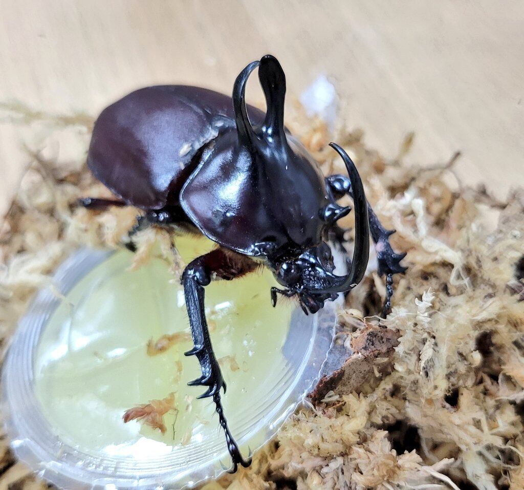 コロンビア産　レックスゾウカブト　114mmX51mm コロンビア産 レックスゾウカブト 114mmX51mm