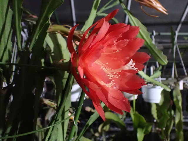 Epiphyllum hybrid ′福宝殿′ 　鉢直径１１．５ｃｍ　あんどん仕立て