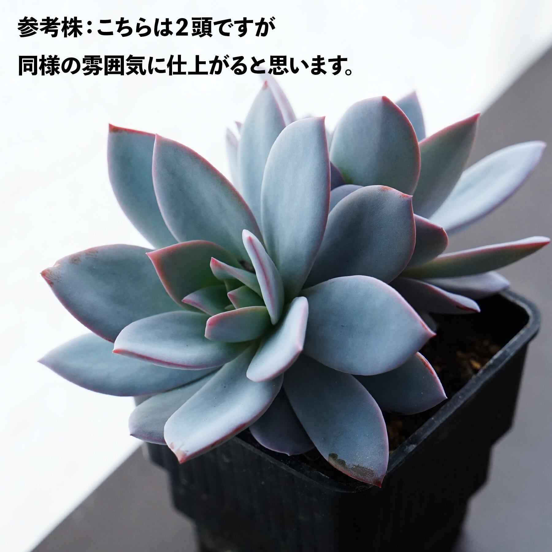 多肉植物韓国輸入苗【ミニマ】群生 多肉植物韓国輸入苗【ミニマ】群生