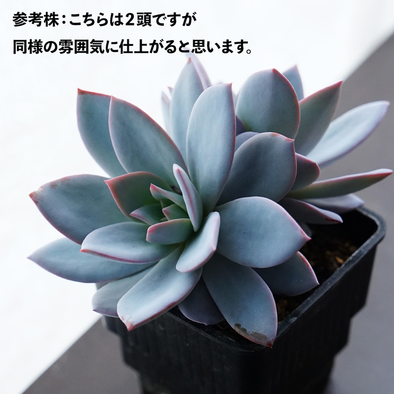 カット苗 ホワイトロータス 3頭群生 Echeveria 'White Lotus'