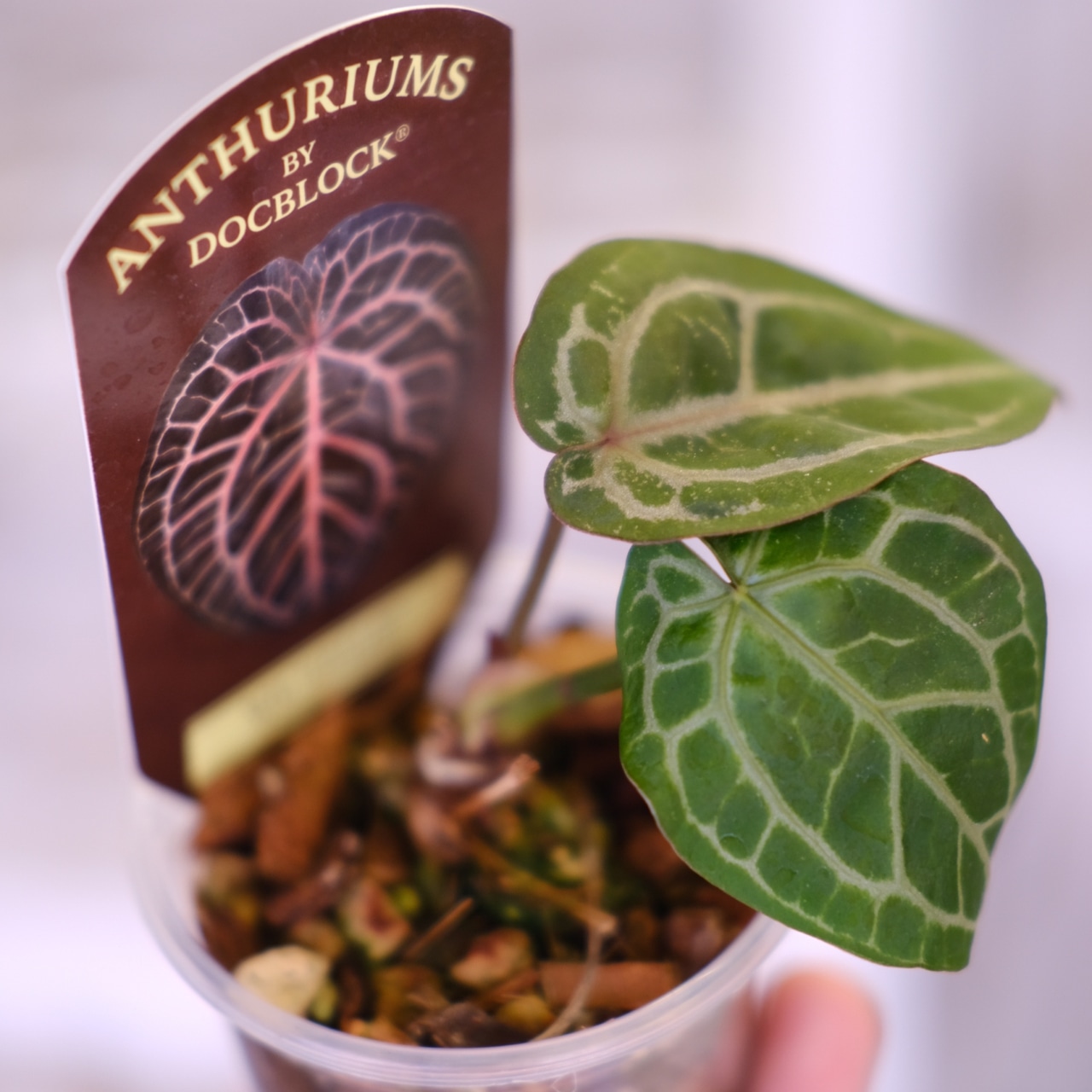 【正規タグ】Anthurium 'Michelle' by DOC BLOCK│アンスリウム・ミシェル│観葉植物