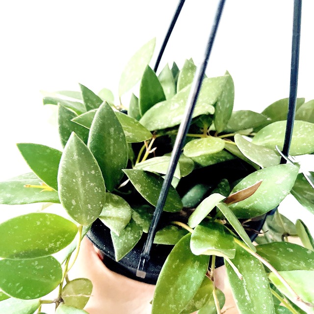 ホヤ NAP16 希少 観葉植物【calm cafe × GreenBell】