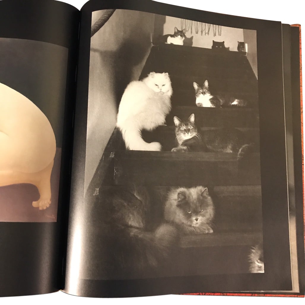 BOOK＊ MIROIR DES CHATS | Le mariage de Chimère