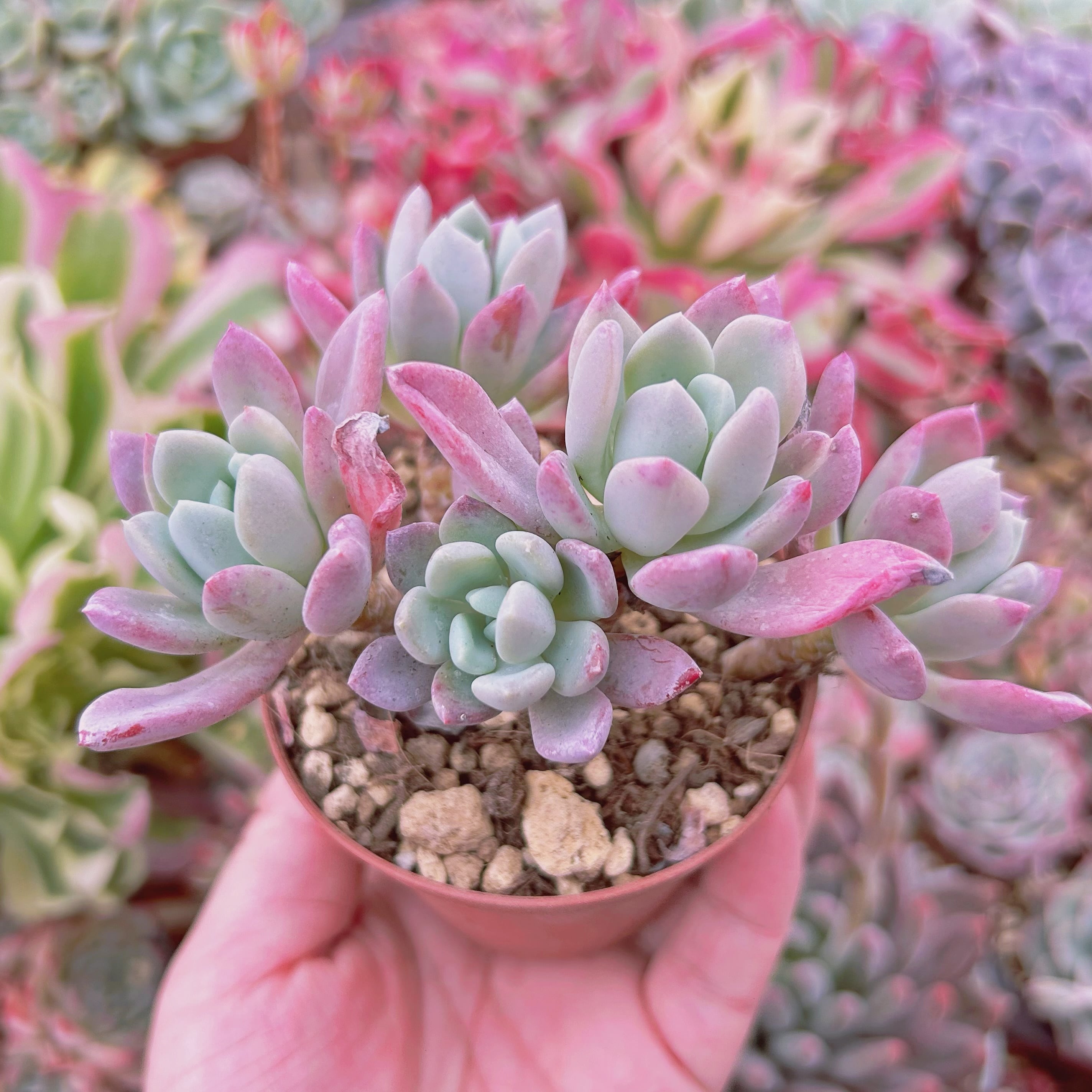 061現物 多肉植物 scheideckeri スカイデッケリ 抜き苗 | るる農園