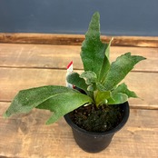 【クリアランス】ビカクシダ ウィリンキー 'spur' (P.willinckii 'spur')【624】