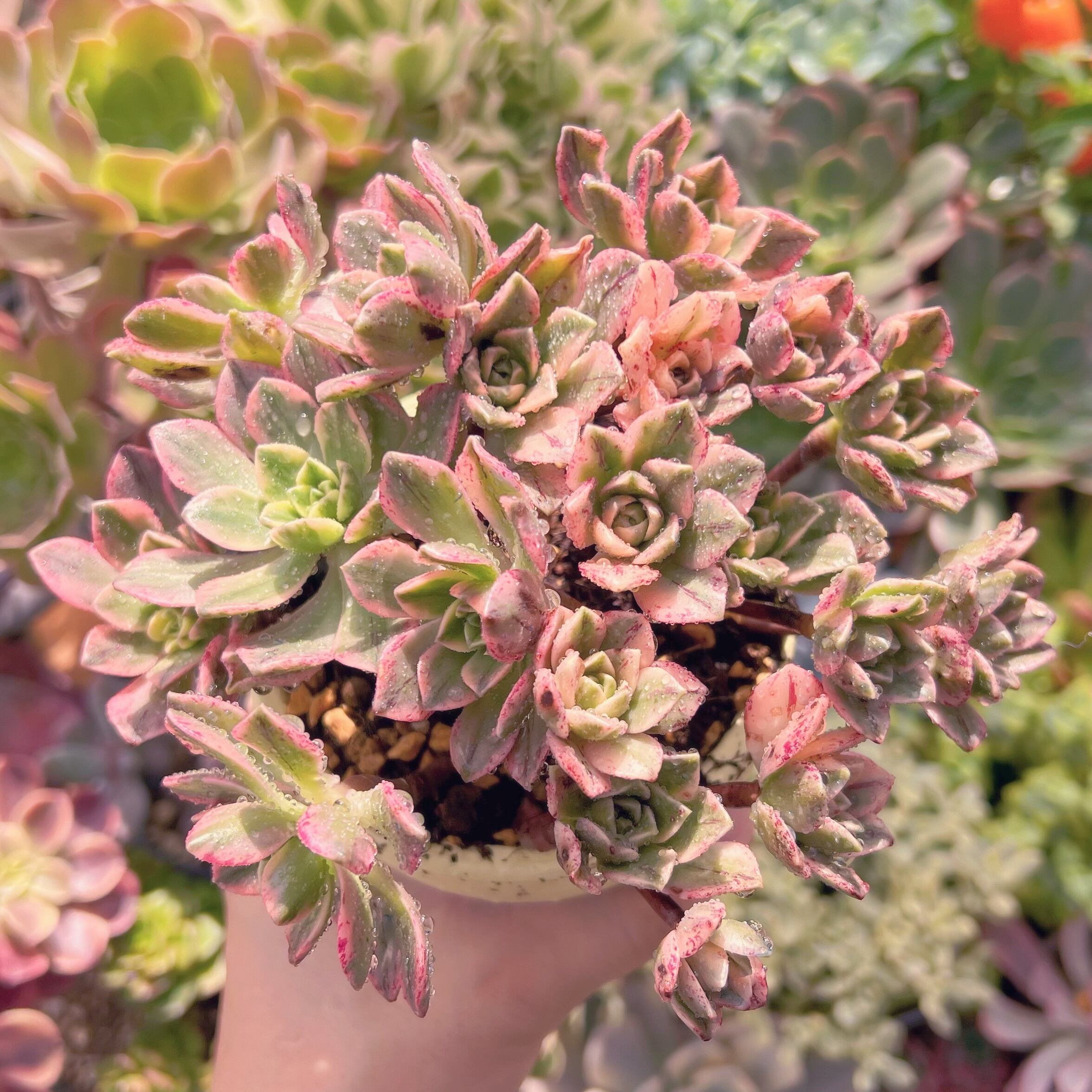 現物　sweet tea#649   るる農園