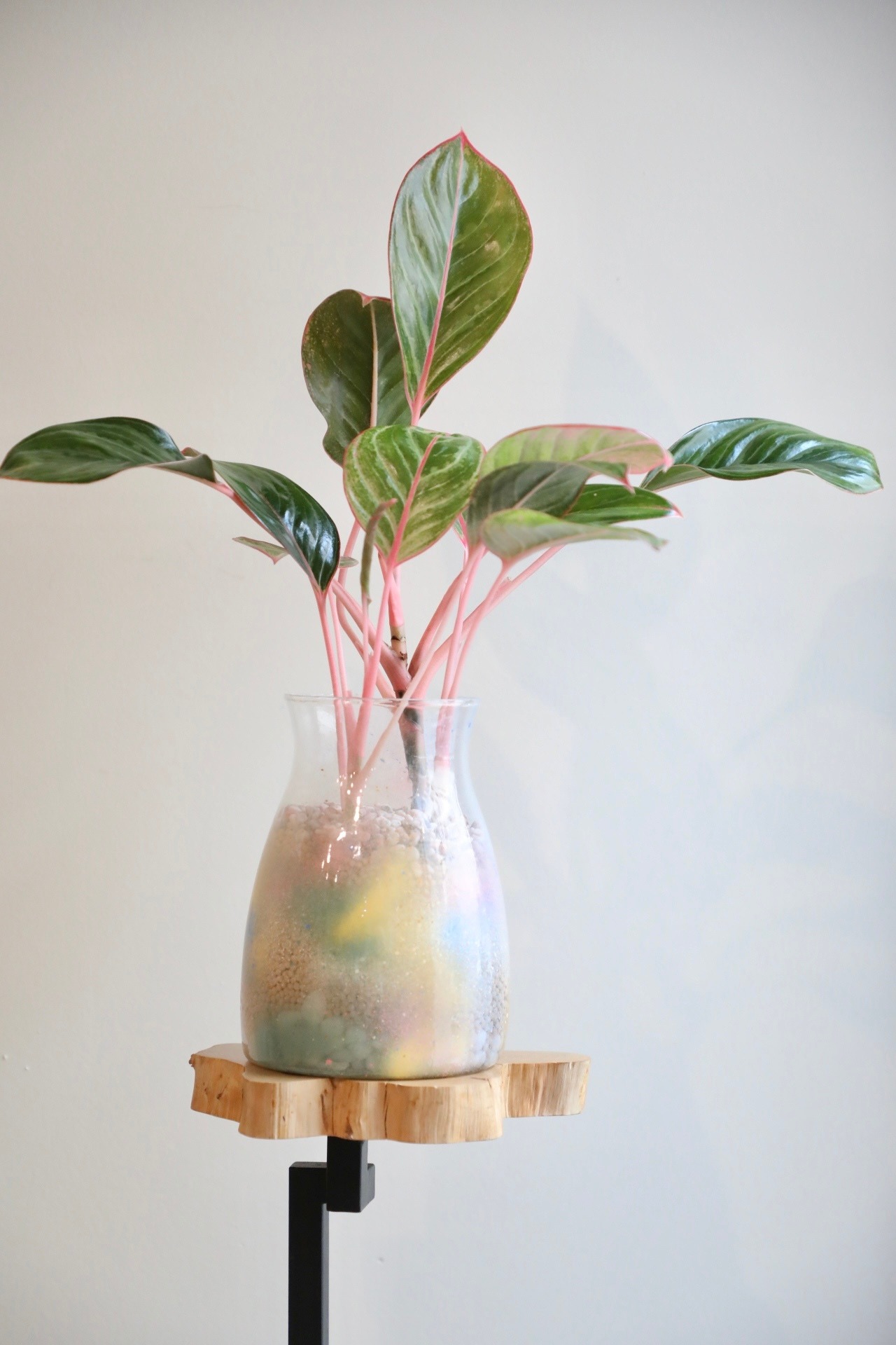 【M】【ハイドロ】アグラオネマ モンコンファイ　※WOODLYグラスポット付き