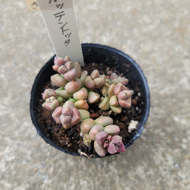 ホッテントッタ | 多肉Garden＊Grow