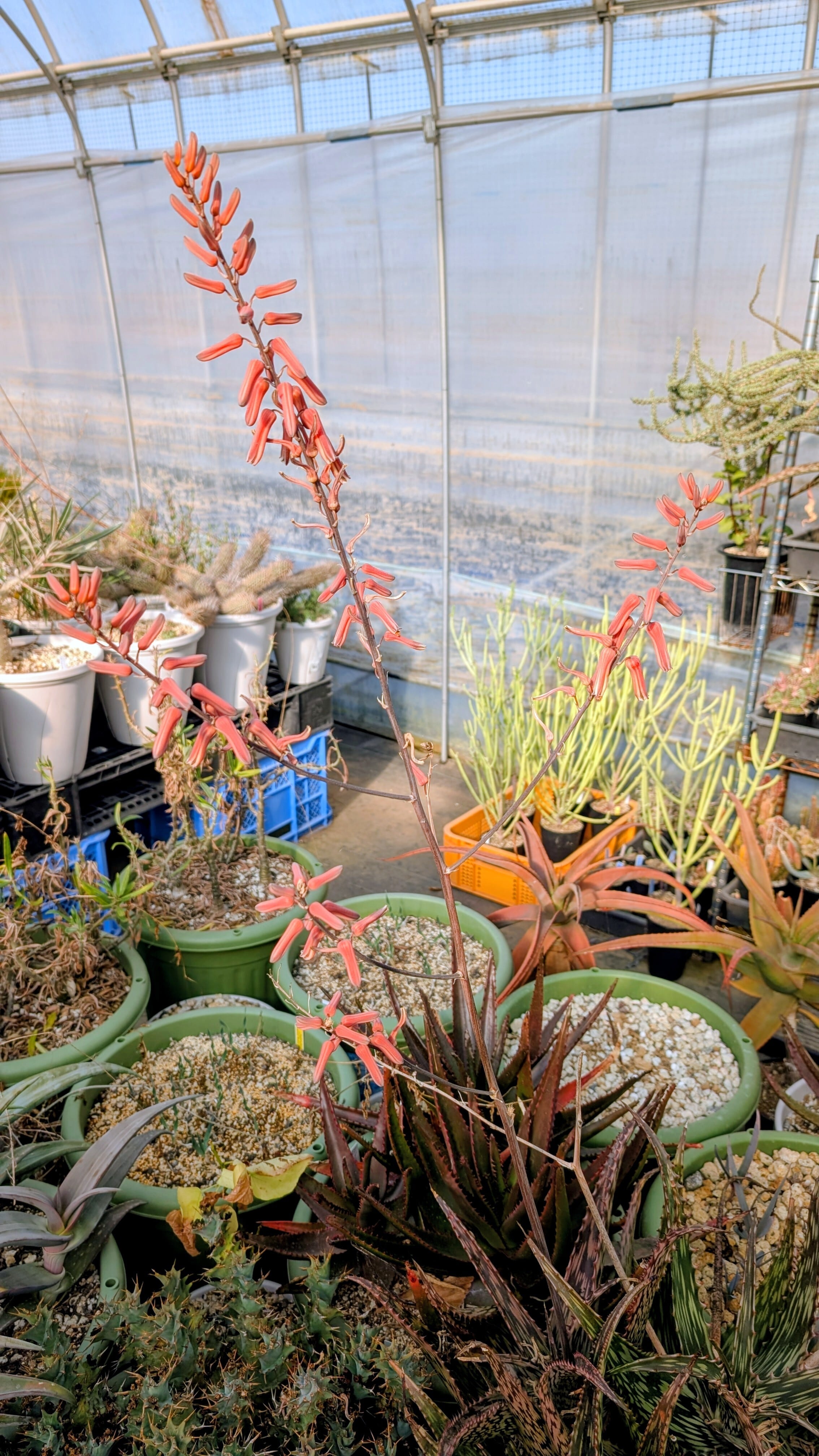 種子(少量パック)/10粒】Aloe somaliensis var. somaliensis (Borama