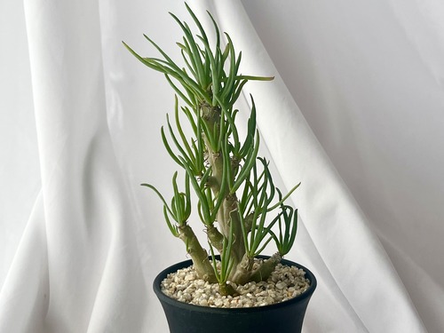Senecio laticipes　セネキオ　ラティキペス　　塊根植物