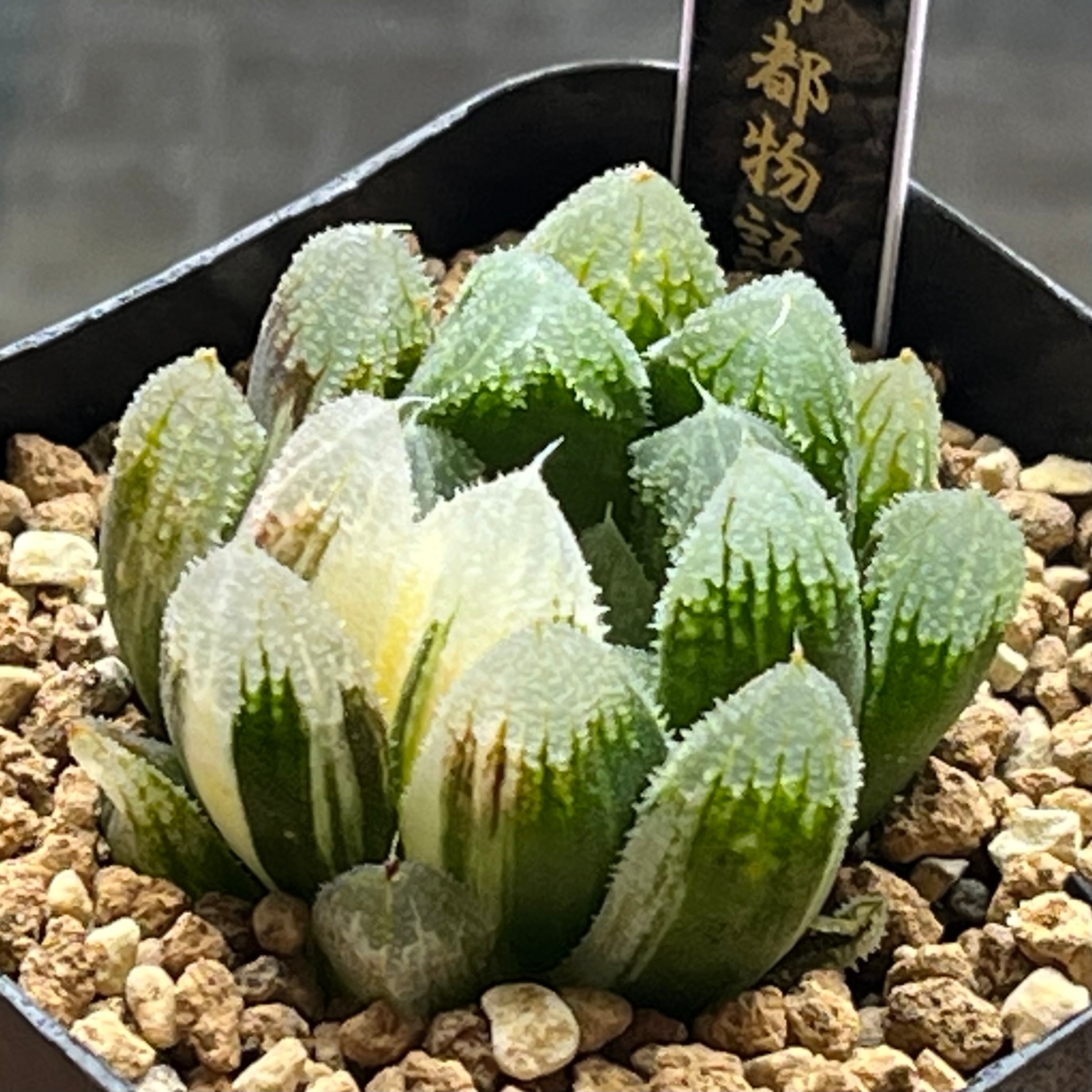 ハオルチア 帝都物語錦 | mocono_plants
