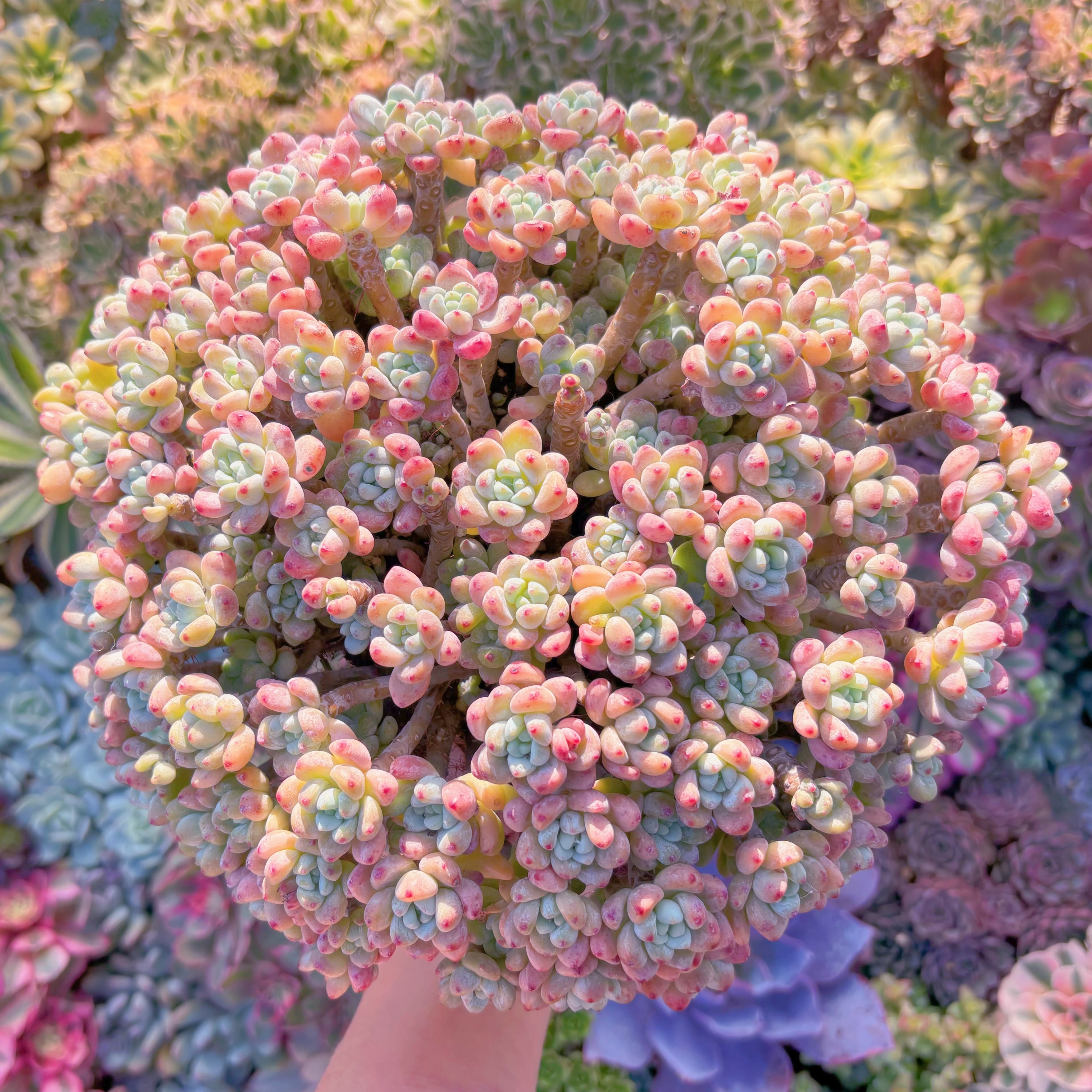 現品　ピンクラウル#A041　特特特大群生　新入荷　るる農園