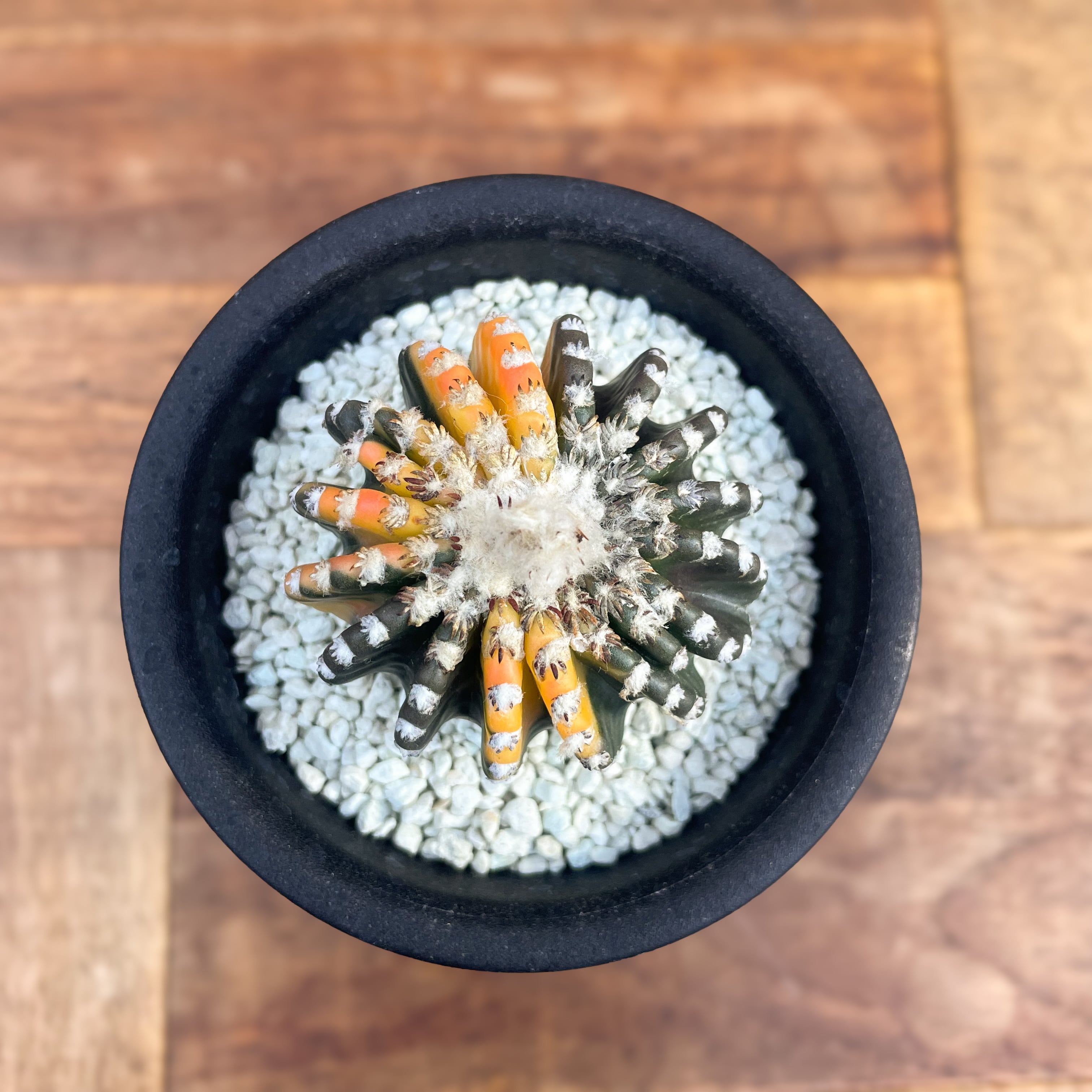 Discocactus horstii variegated【ディスコカクタス・ホルスティ錦