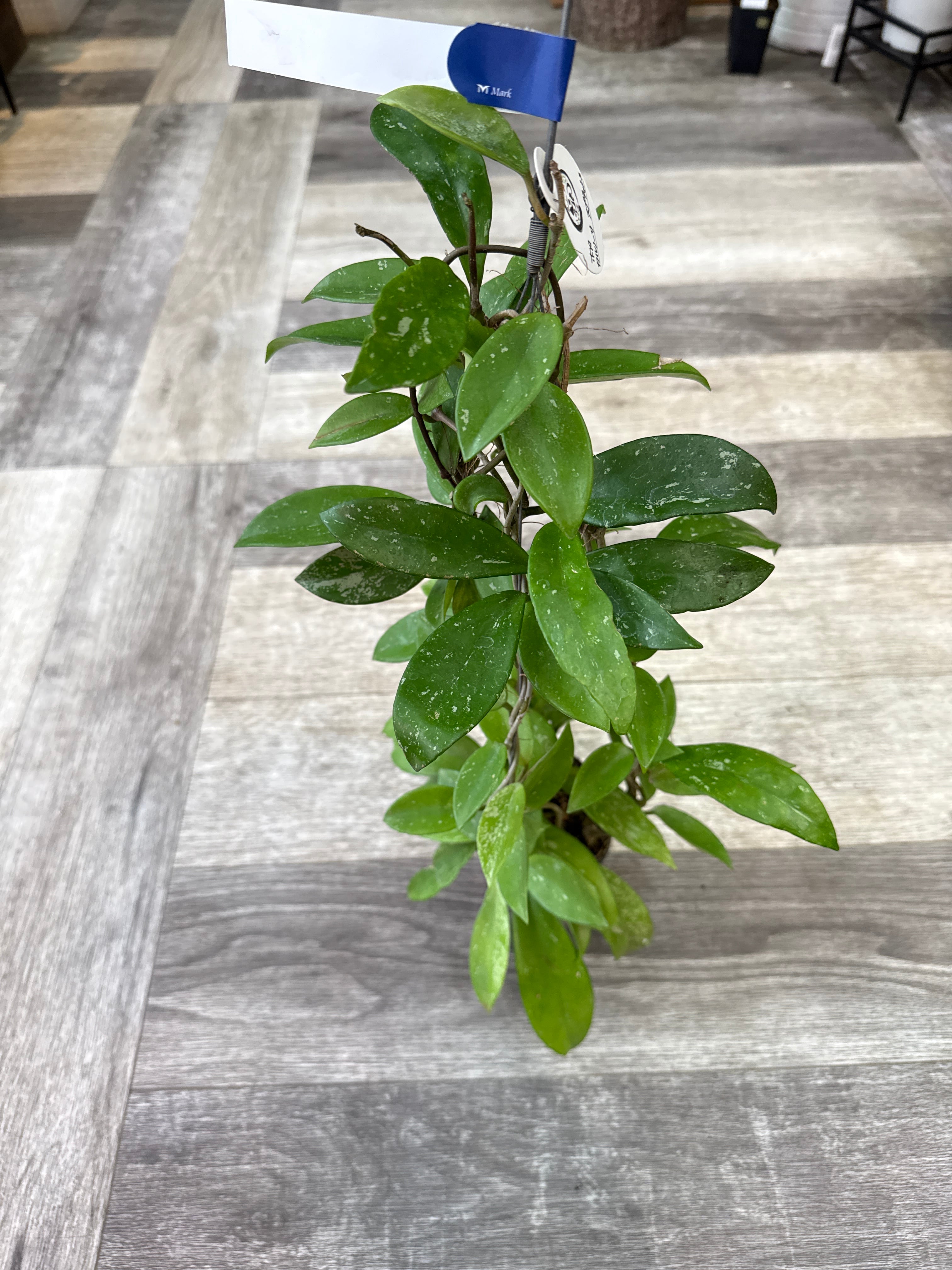 4. ホヤ マチルダシルバースプラッシュ | Gardenえん 【観葉熱帯植物】